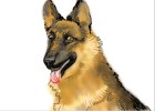 How to Draw a Dog