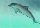 How To Draw A Bottlenose Dolphin