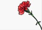 How to Draw a Carnation Flower