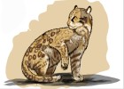 How to Draw an Ocelot Cat