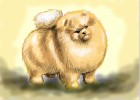 How to Draw a Pomeranian Dog