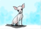 How to Draw a Chihuahua