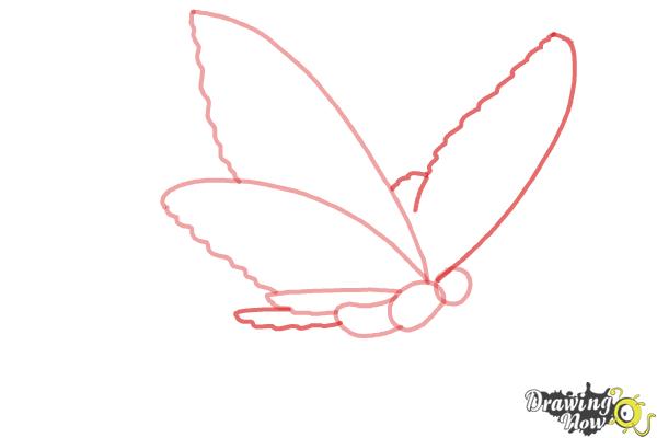 How to Draw a Butterfly Step by Step - Step 3 How to Draw a Butterfly Step by Step - Step 3