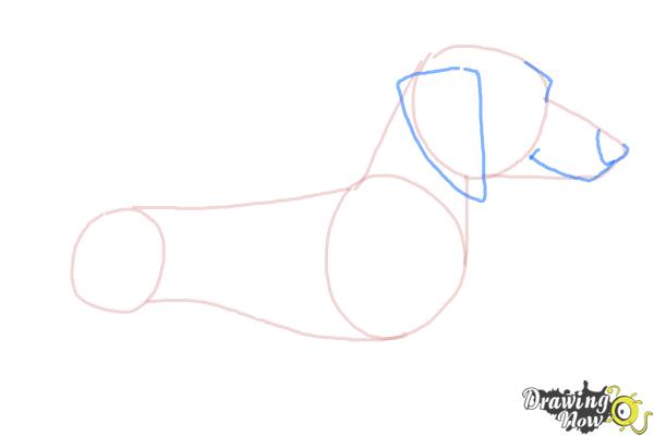 How to Draw a Dachshund - Step 4 How to Draw a Dachshund - Step 4