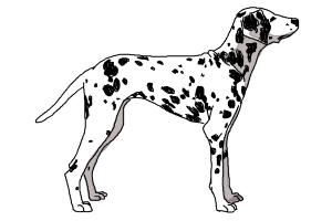 How to Draw a Dalmatian