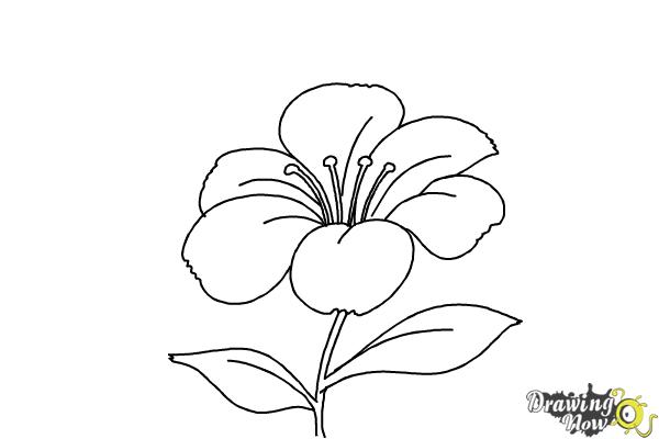 How to Draw a Flower Step by Step - Step 6 How to Draw a Flower Step by Step - Step 6