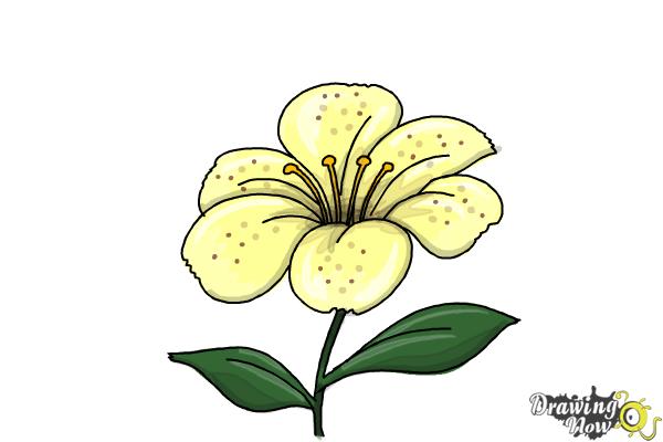How to Draw a Flower Step by Step - Step 7 How to Draw a Flower Step by Step - Step 7