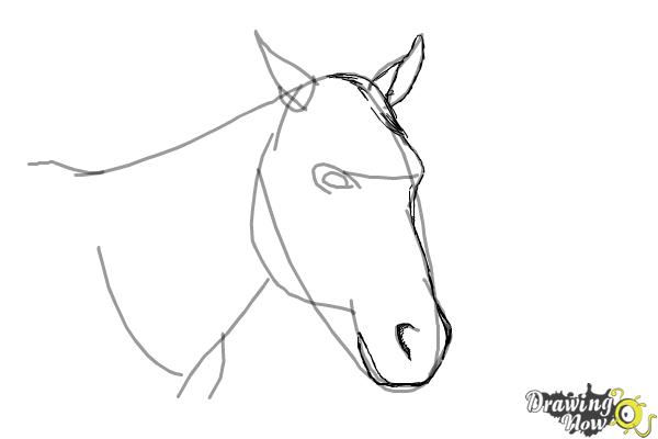 How to Draw a Horse Head - Step 6 How to Draw a Horse Head - Step 6