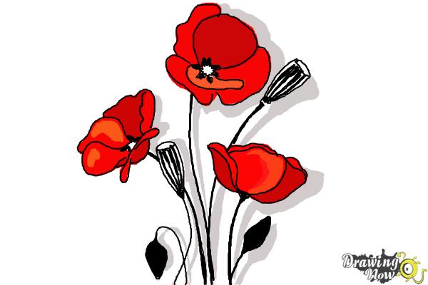 How to Draw a Poppy - Step 8 How to Draw a Poppy - Step 8