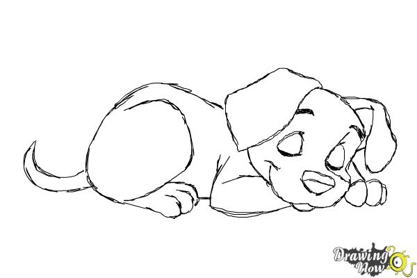How to Draw a Puppy Step by Step - Step 11 How to Draw a Puppy Step by Step - Step 11
