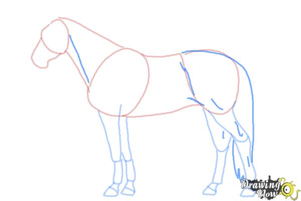How to Draw a Realistic Horse - Step 7 How to Draw a Realistic Horse - Step 7