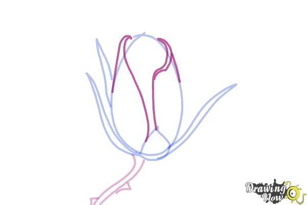 How to Draw a Rose Bud - Step 5 How to Draw a Rose Bud - Step 5