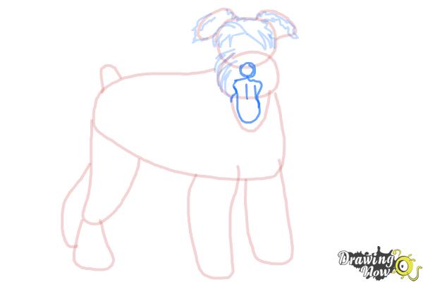 How to Draw a Schnauzer - Step 10 How to Draw a Schnauzer - Step 10