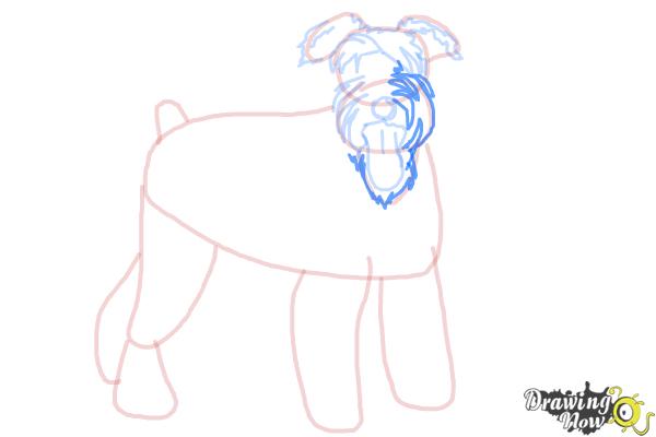 How to Draw a Schnauzer - Step 11 How to Draw a Schnauzer - Step 11