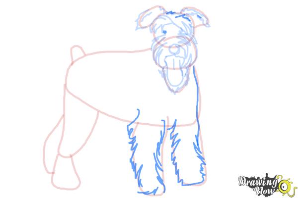 How to Draw a Schnauzer - Step 12 How to Draw a Schnauzer - Step 12