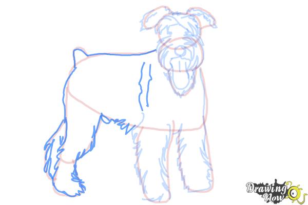 How to Draw a Schnauzer - Step 13 How to Draw a Schnauzer - Step 13