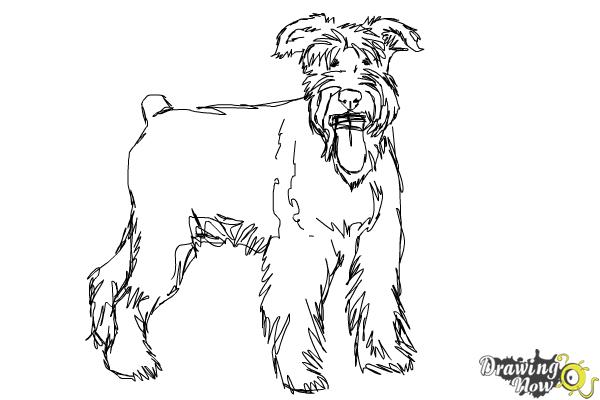 How to Draw a Schnauzer - Step 14 How to Draw a Schnauzer - Step 14