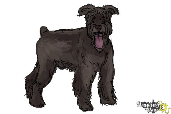 How to Draw a Schnauzer - Step 15 How to Draw a Schnauzer - Step 15