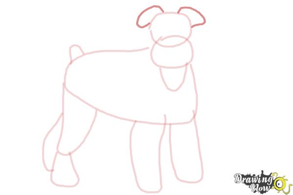 How to Draw a Schnauzer - Step 7 How to Draw a Schnauzer - Step 7