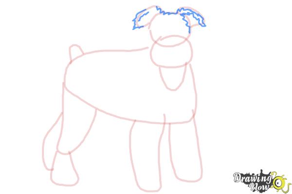 How to Draw a Schnauzer - Step 8 How to Draw a Schnauzer - Step 8