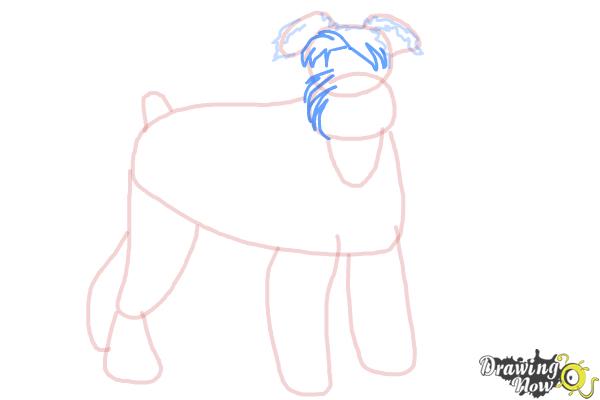 How to Draw a Schnauzer - Step 9 How to Draw a Schnauzer - Step 9