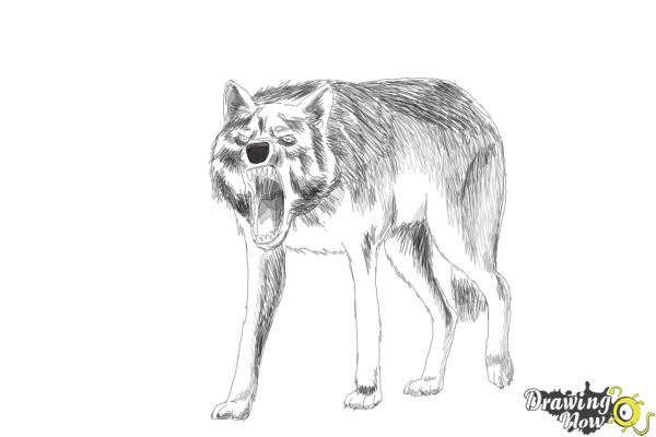 How to Draw a Wolf Step by Step - Step 17